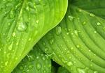 【在宅勤務／テレワーク】
仕事に集中できるお助けBGMは、雨音だった